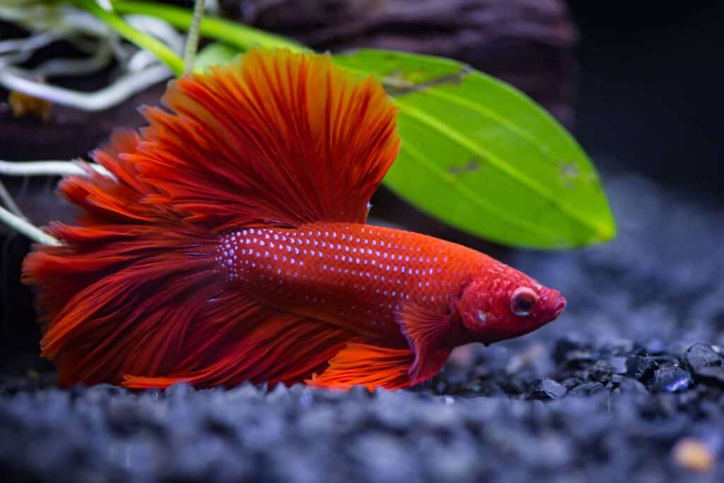 How Much Does A Betta Fish Cost