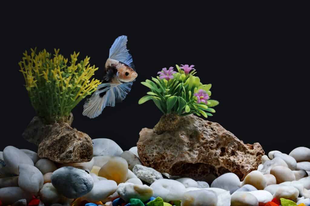 How To Entertain A Betta Fish