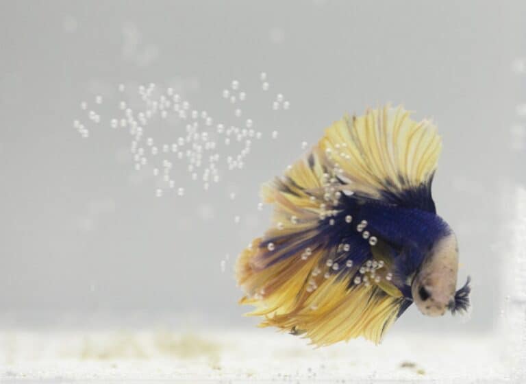How To Tell If A Betta Fish Is Sick