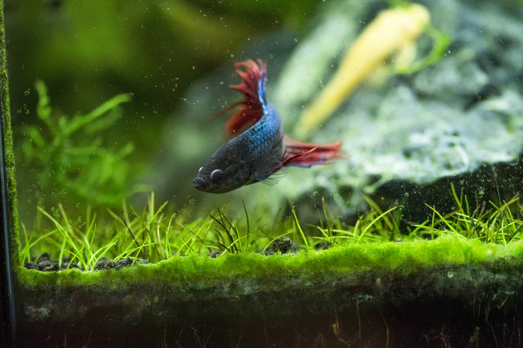 How To Tell if Betta Eggs Are Fertilized