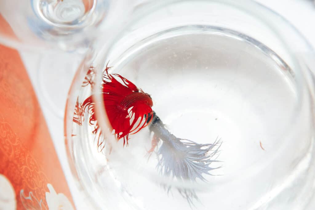 How To Transfer Betta Fish From Cup To Tank