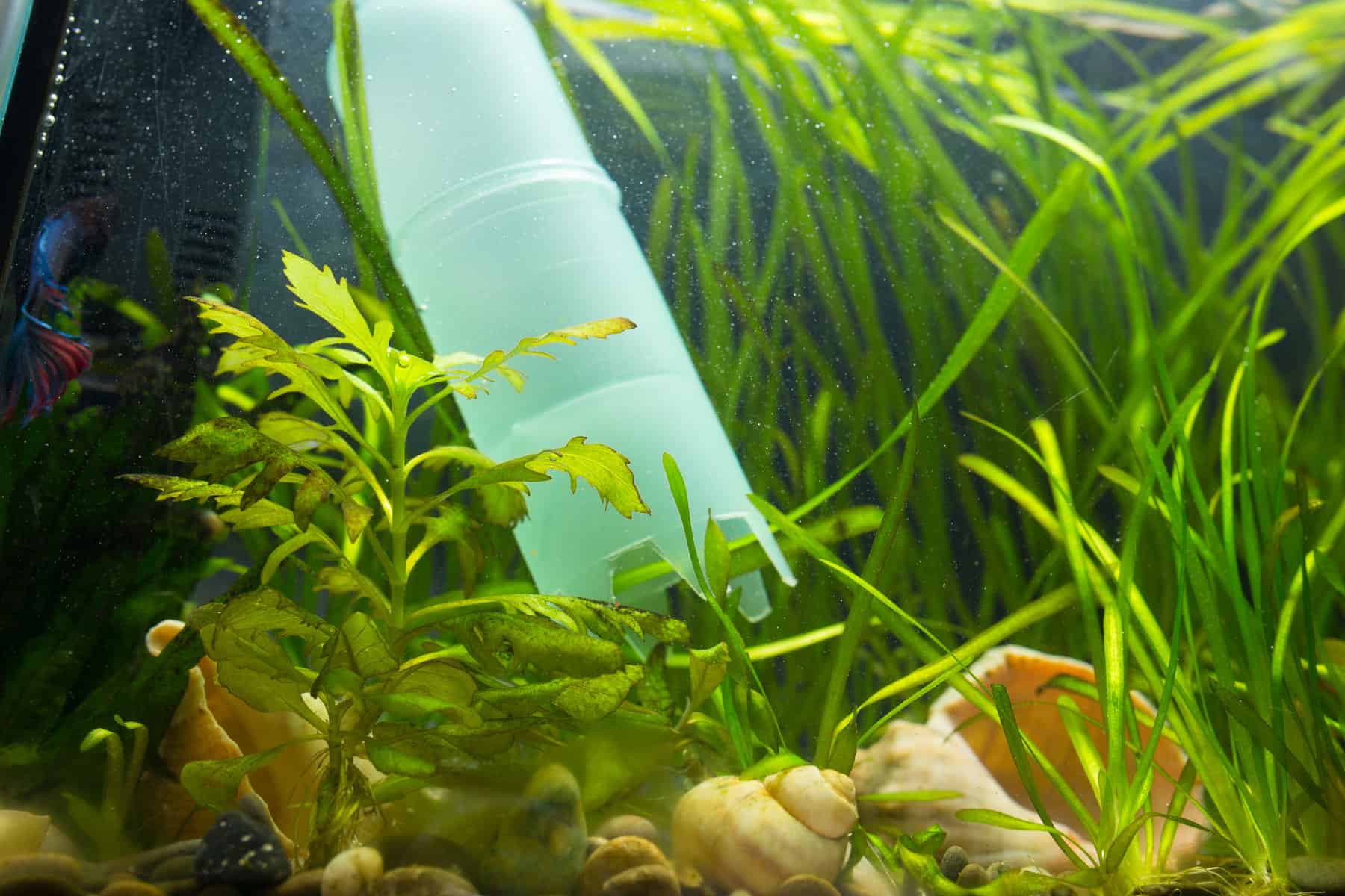 How to Change Water for Betta Fish