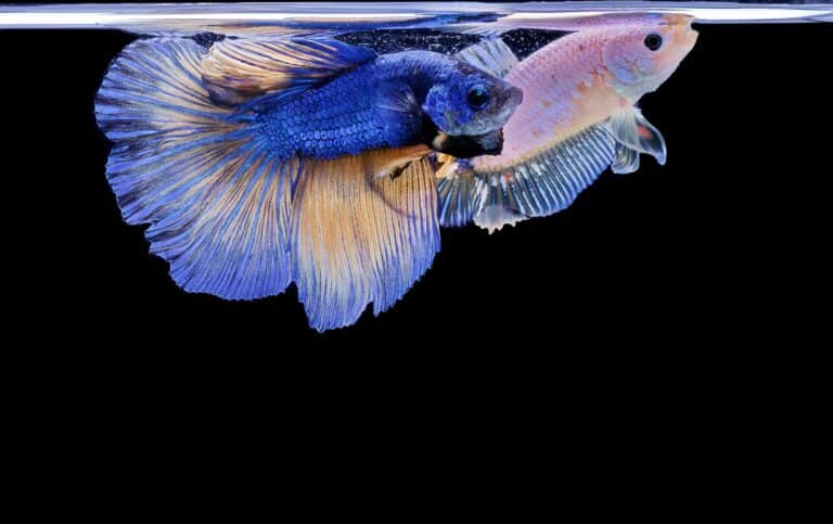 can you put a male and female betta fish together