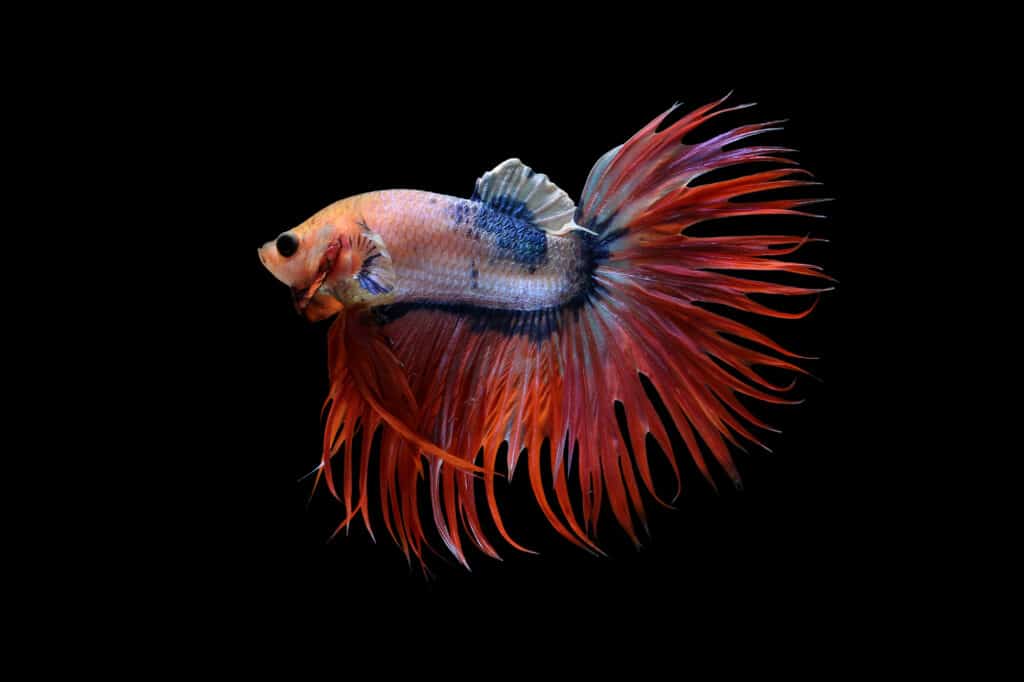 Most Expensive Betta Fish