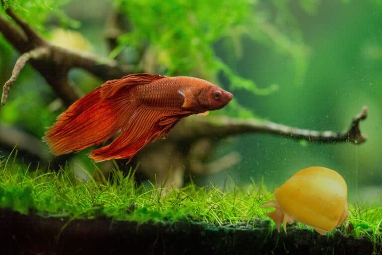 Mystery Snail And Betta