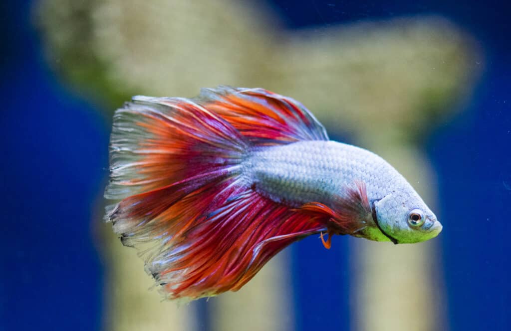 Names For Betta Fish