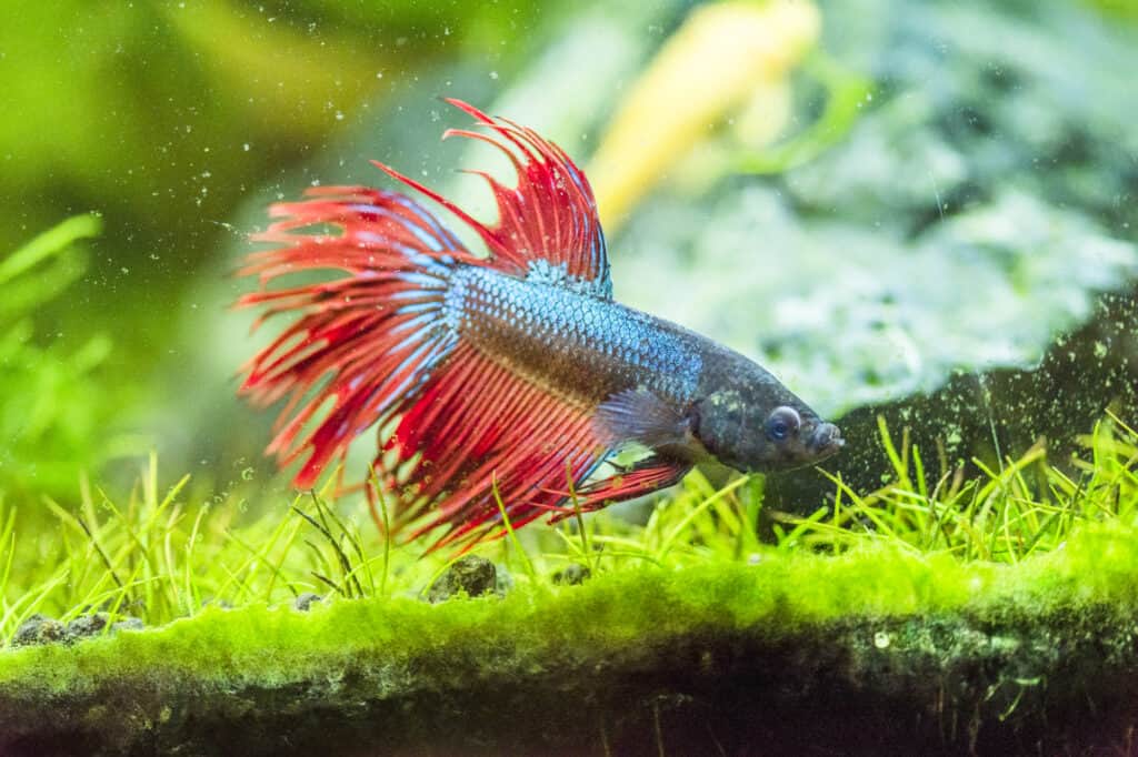 Nitrate Level for Betta
