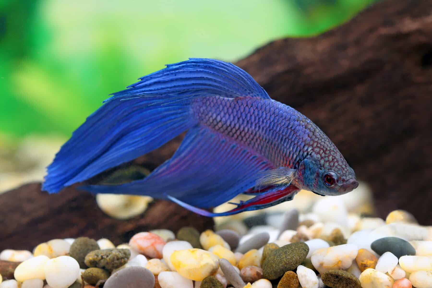 Poop Hanging From Betta Fish