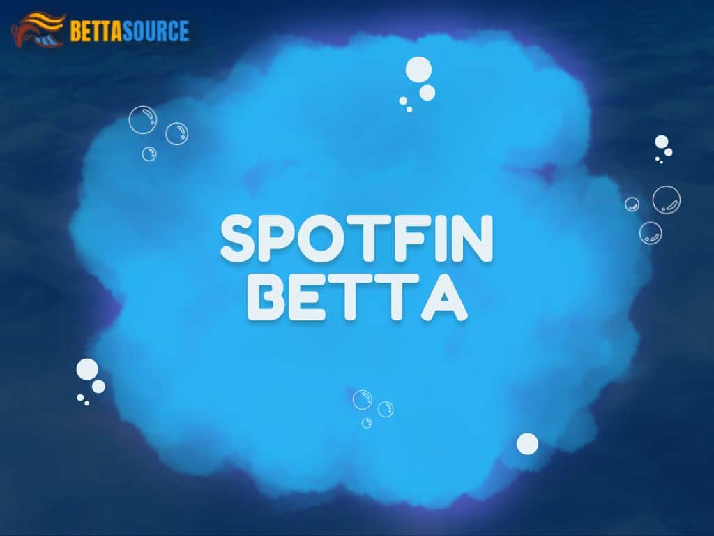 Spotfin Betta