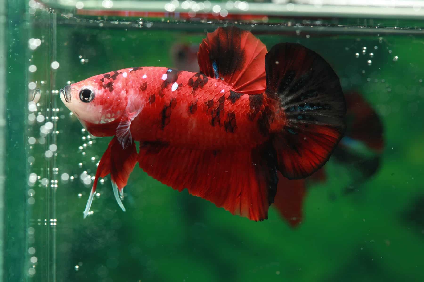 How To Euthanize A Betta Fish: Simple, Humane Method ...