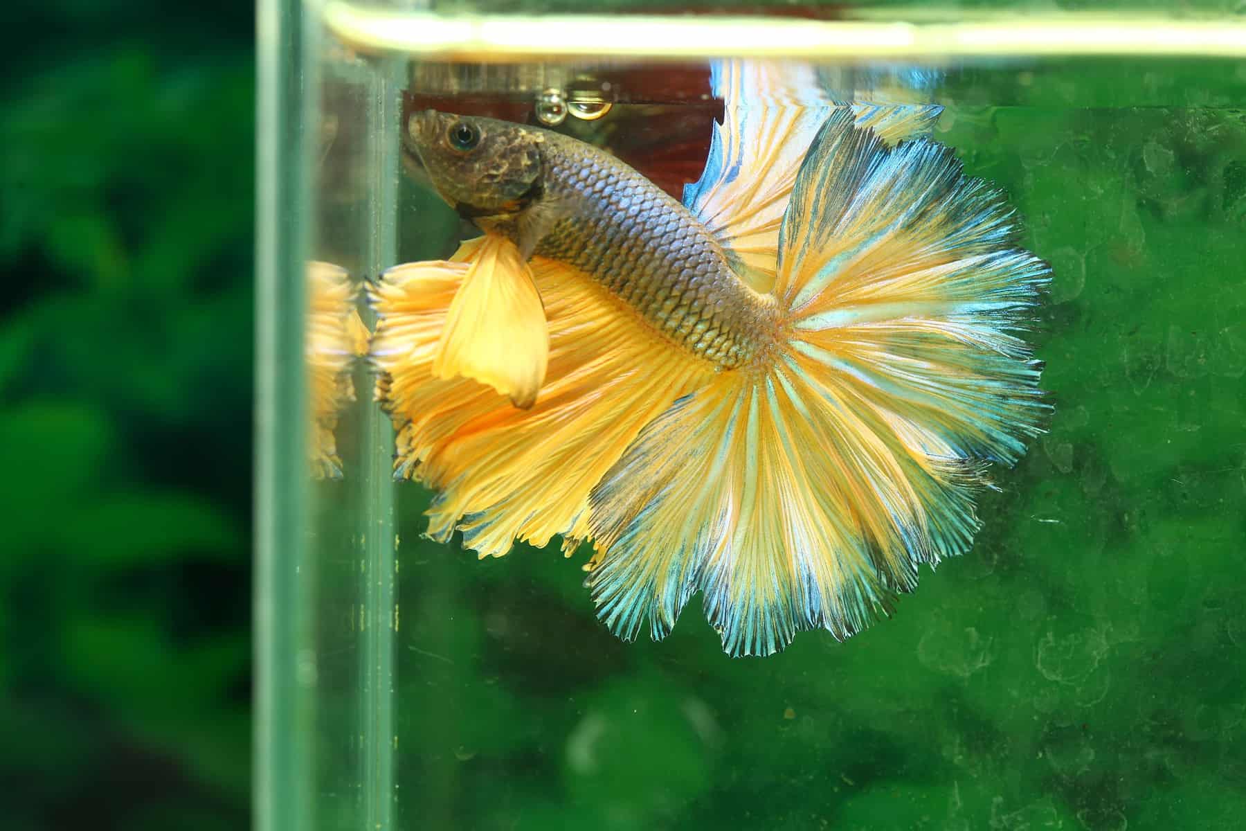 How Much to Feed Betta Fish: A Complete Guide - Betta Source