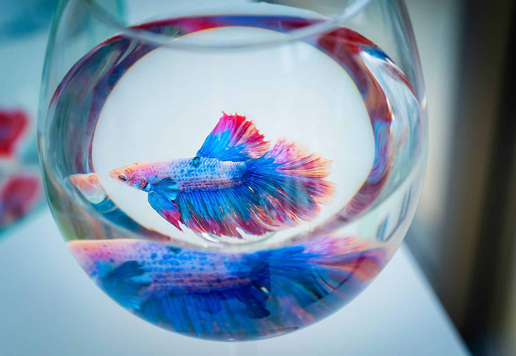 Basic Guide In Cleaning Your Betta Fish Tank - Betta Source