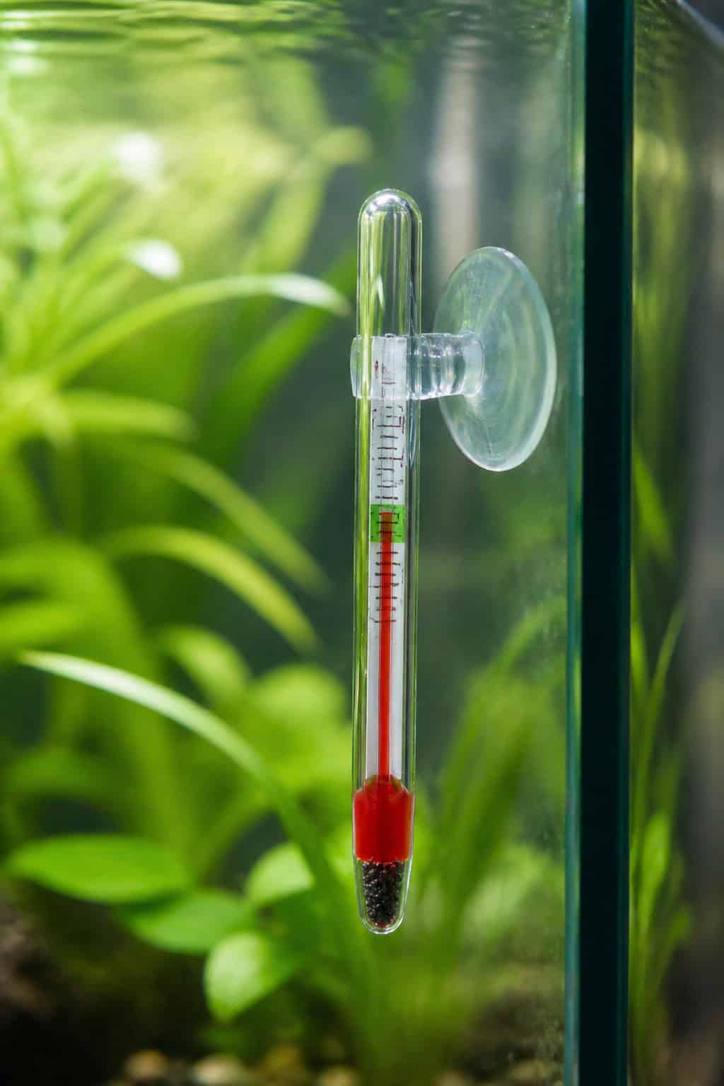 Why Your Betta Has Heater Stress (And What to Check First) 3 A glass aquarium thermometer suctioned to the inside of a betta tank.