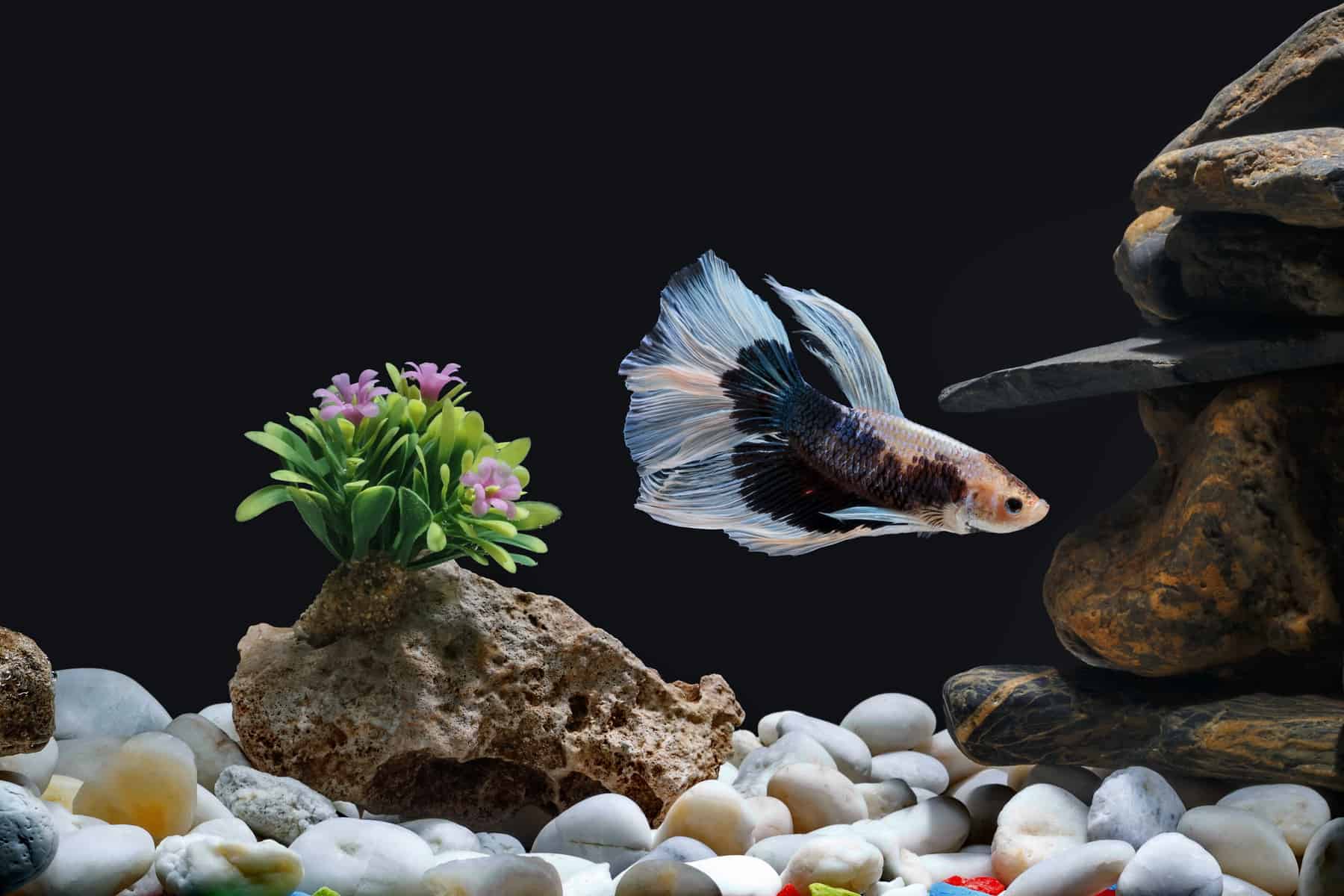 Treats For Your Betta: Find The Perfect One 