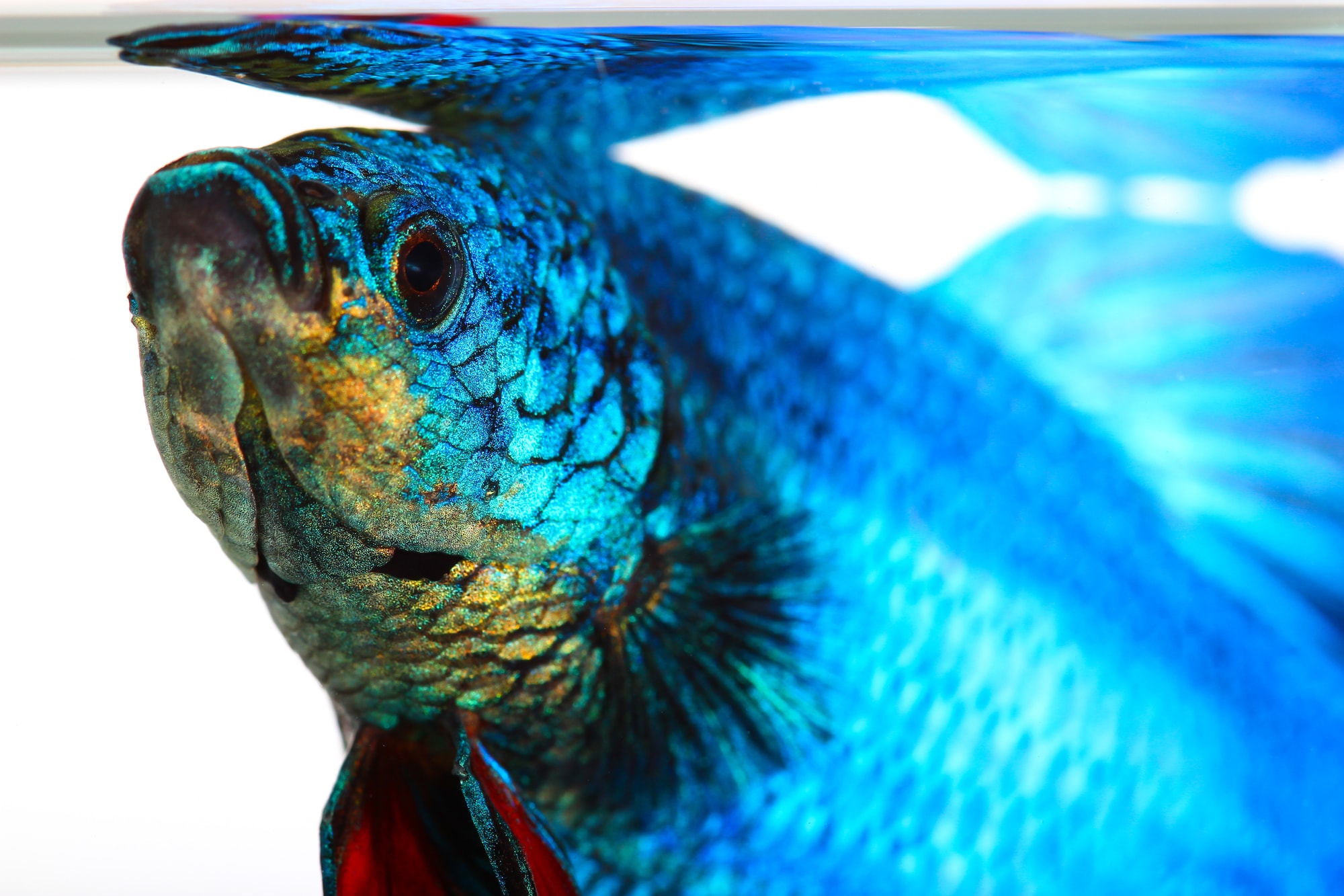 close shot of blue betta fish