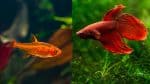 ember tetra and betta fish in aquarium