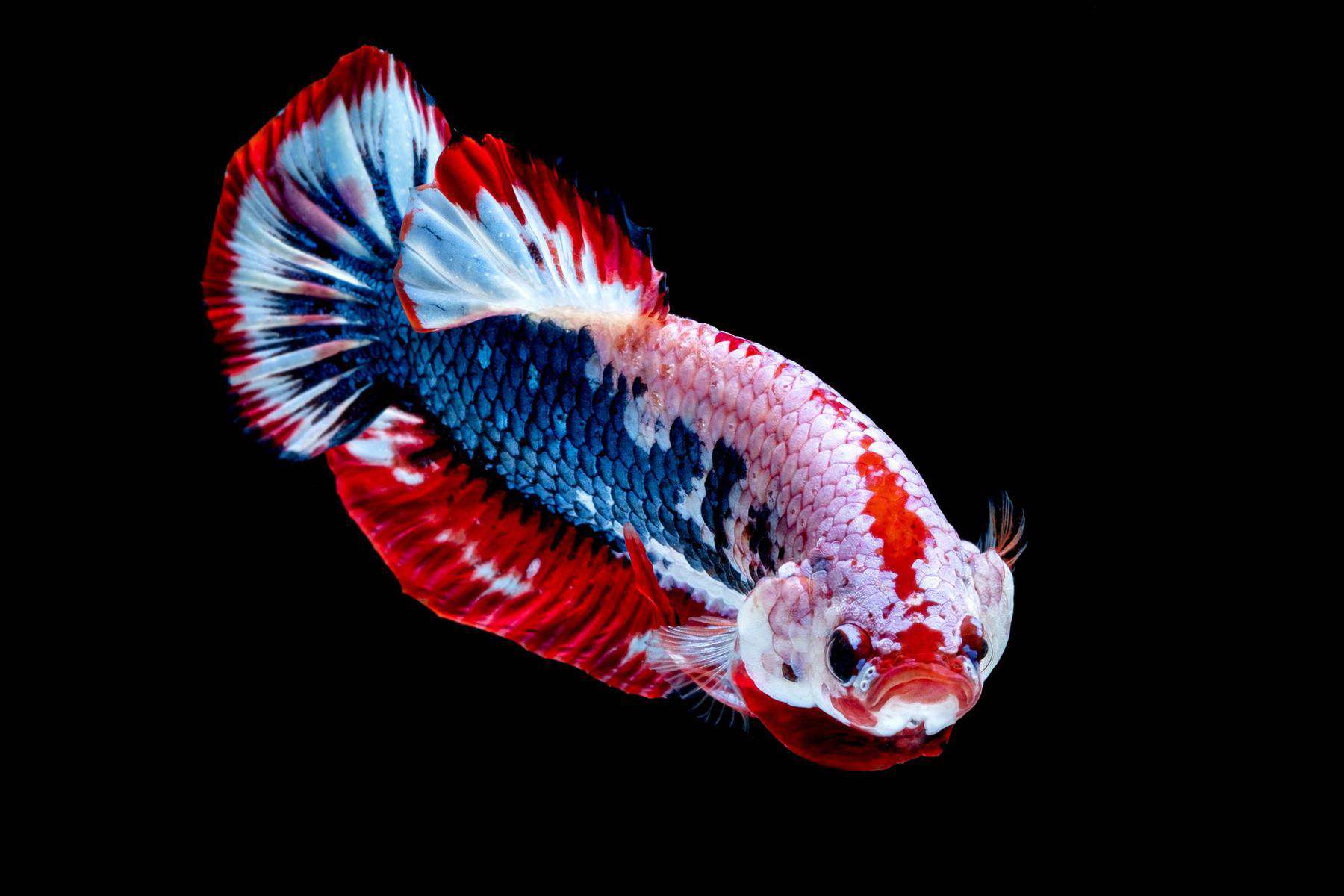 fighting betta fish slowly losing color