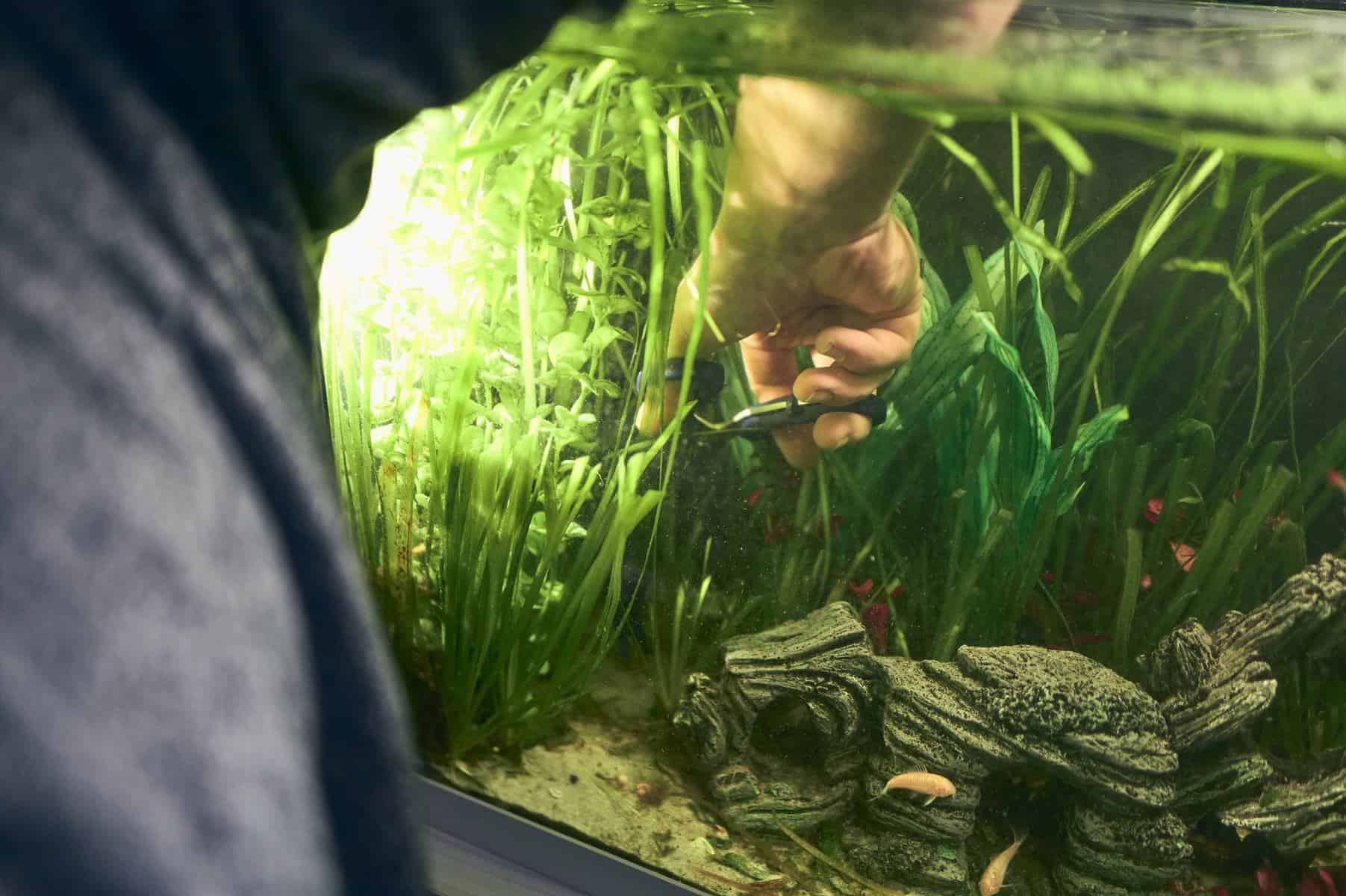 fishkeeper trimming aquatic plants with black beard algae