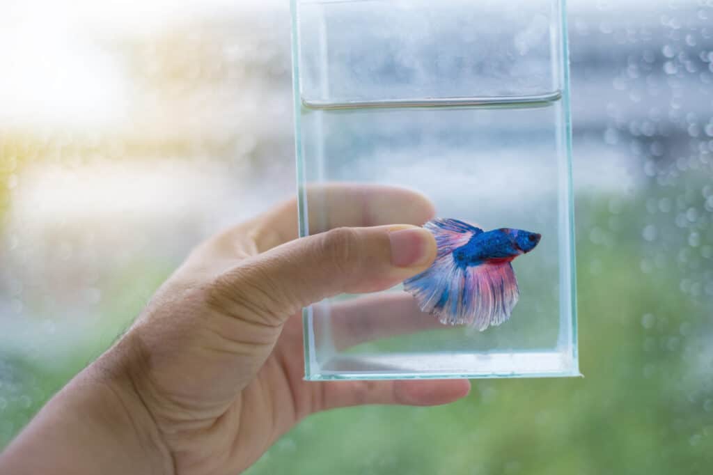 how to travel with a betta fish