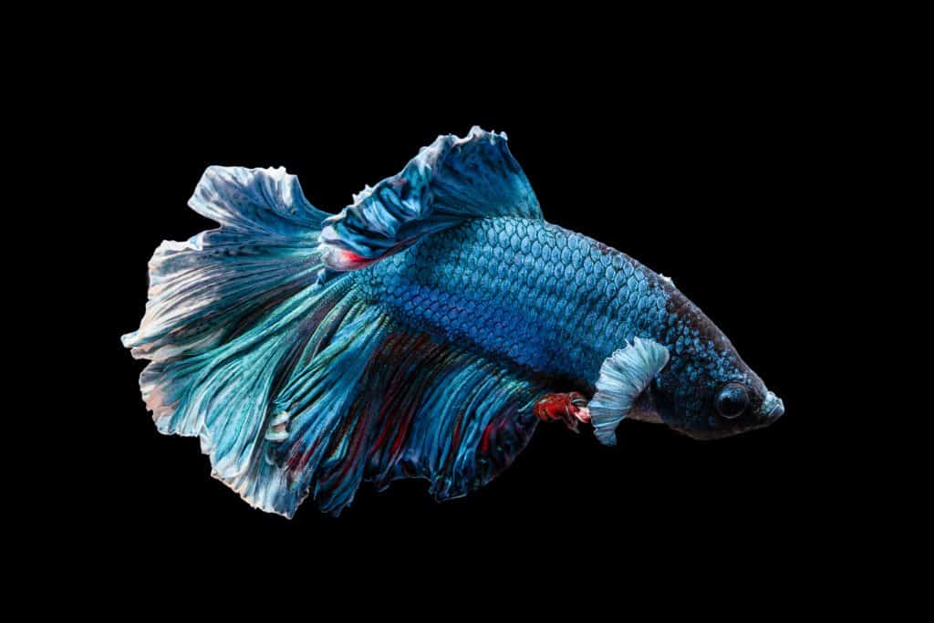 how to take care of a betta fish
