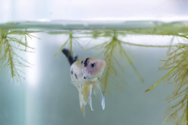 male yellow koi betta fish in a tank between plants