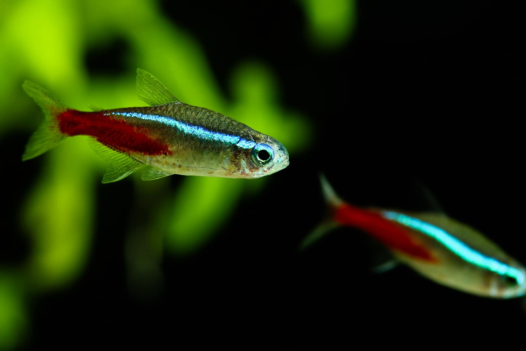 Neon Tetra with Betta: Is It Possible? - Betta Source