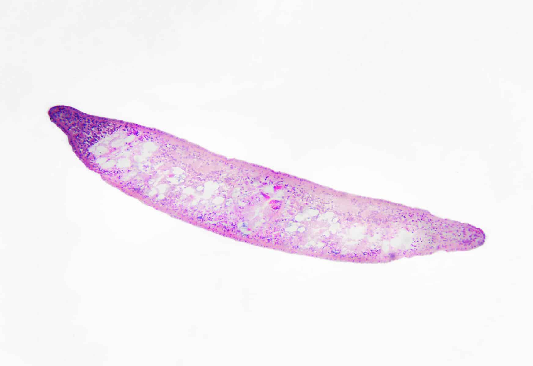 planaria worm microscopic image