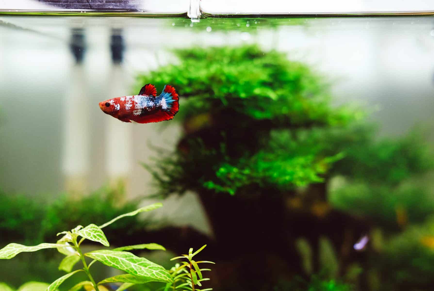 The Most Entertaining Toys For Your Betta Fish