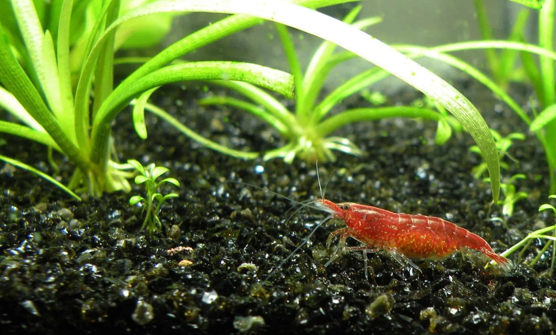 Can Bettas Live with Shrimp? A Complete Guide - Betta Source