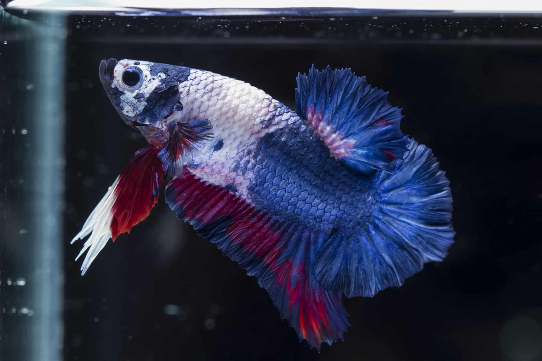 What To Do When You Notice Your Betta Losing Color