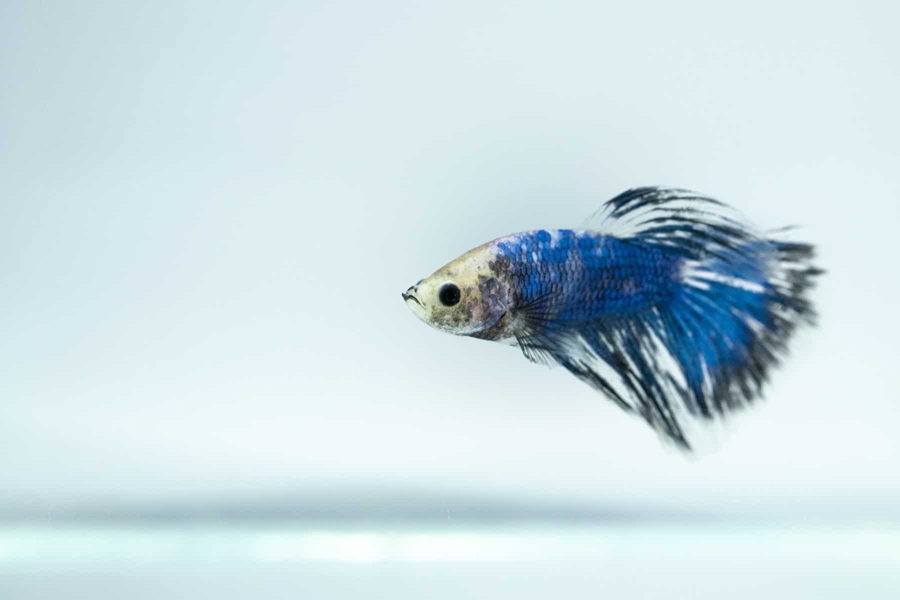 sick betta fish with fin rot