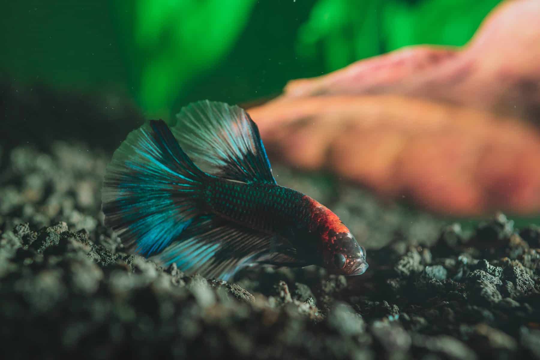 Betta Fish Tumor Causes Cures And More Betta Source,Bittersweet Plant Leaves