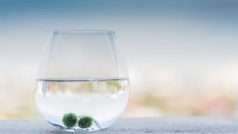 two moss balls inside a fish tank